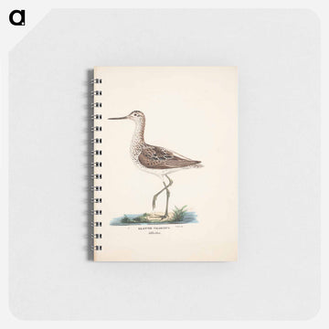 Common greenshank - ヴィルヘルム フォン ライト Memo.