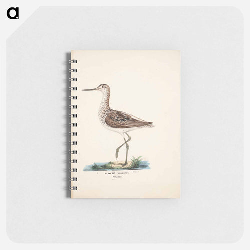 Common greenshank - ヴィルヘルム フォン ライト Memo.