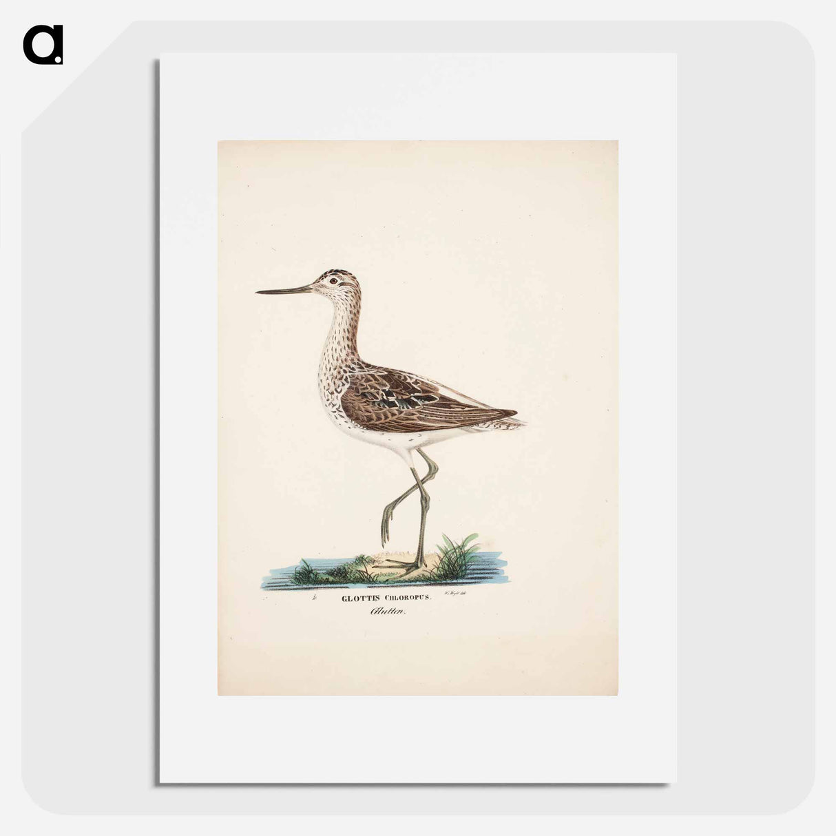 Common greenshank - Wilhelm von Wright Poster.