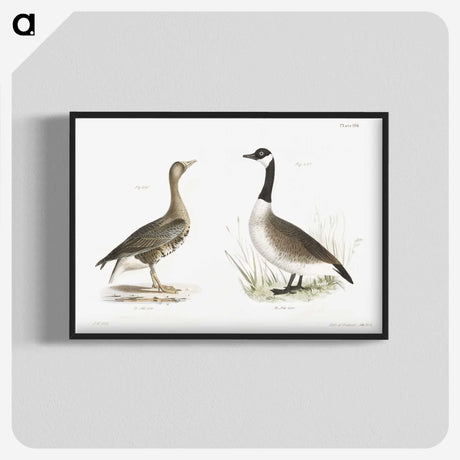1-63_Zoology-of-New-York_blk-crop