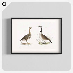 アートポスター-White-fronted Goose (Anser albifrons) Wild Goose (Anser canadensis) illustration from Zoology of New York by - ニューヨークの動物学 Poster.