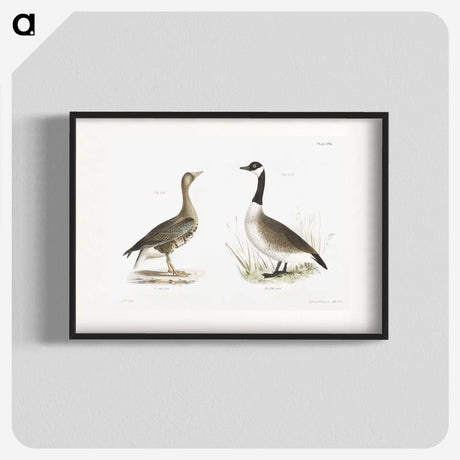 1-63_Zoology-of-New-York_blk
