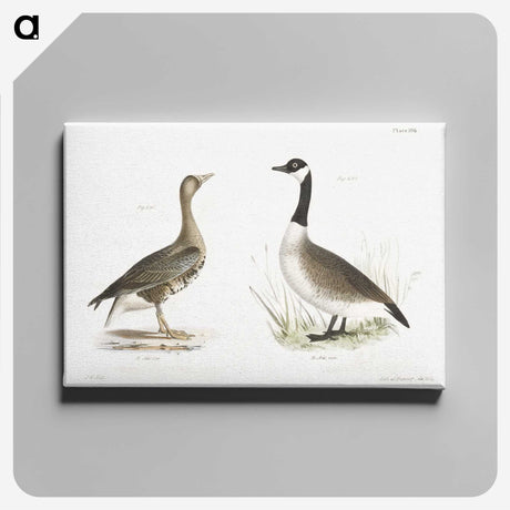 1-63_Zoology-of-New-York_canvas