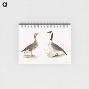 アートメモ帳-White-fronted Goose (Anser albifrons) Wild Goose (Anser canadensis) illustration from Zoology of New York by - ニューヨークの動物学 Memo.