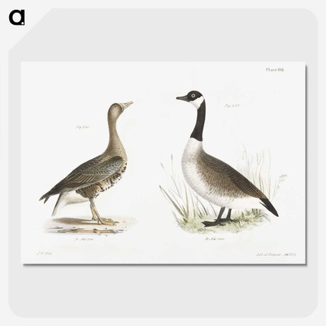 1-63_Zoology-of-New-York_picture-crop