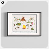 Natural History Ensemble, no. 5 - アンセルムス ボエティウス デ ブート Poster.