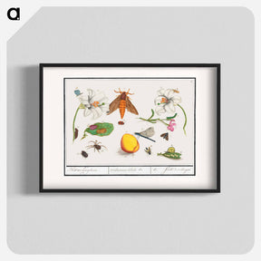 アートポスター-Natural History Ensemble, no. 5 - アンセルムス ボエティウス デ ブート Poster.