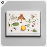 Natural History Ensemble, no. 5 - アンセルムス ボエティウス デ ブート Canvas.
