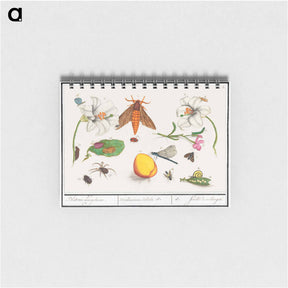 アートメモ帳-Natural History Ensemble, no. 5 - アンセルムス ボエティウス デ ブート Memo.
