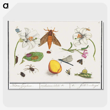 1-64_Anselmus-Boetius-de-Boodt_picture-crop