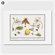 1-64_Anselmus-Boetius-de-Boodt_picture