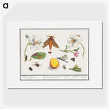 1-64_Anselmus-Boetius-de-Boodt_picture