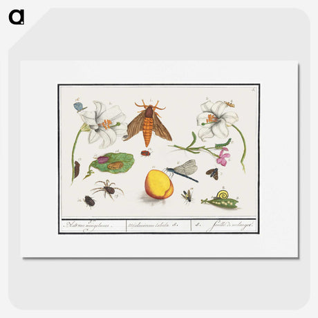 1-64_Anselmus-Boetius-de-Boodt_picture