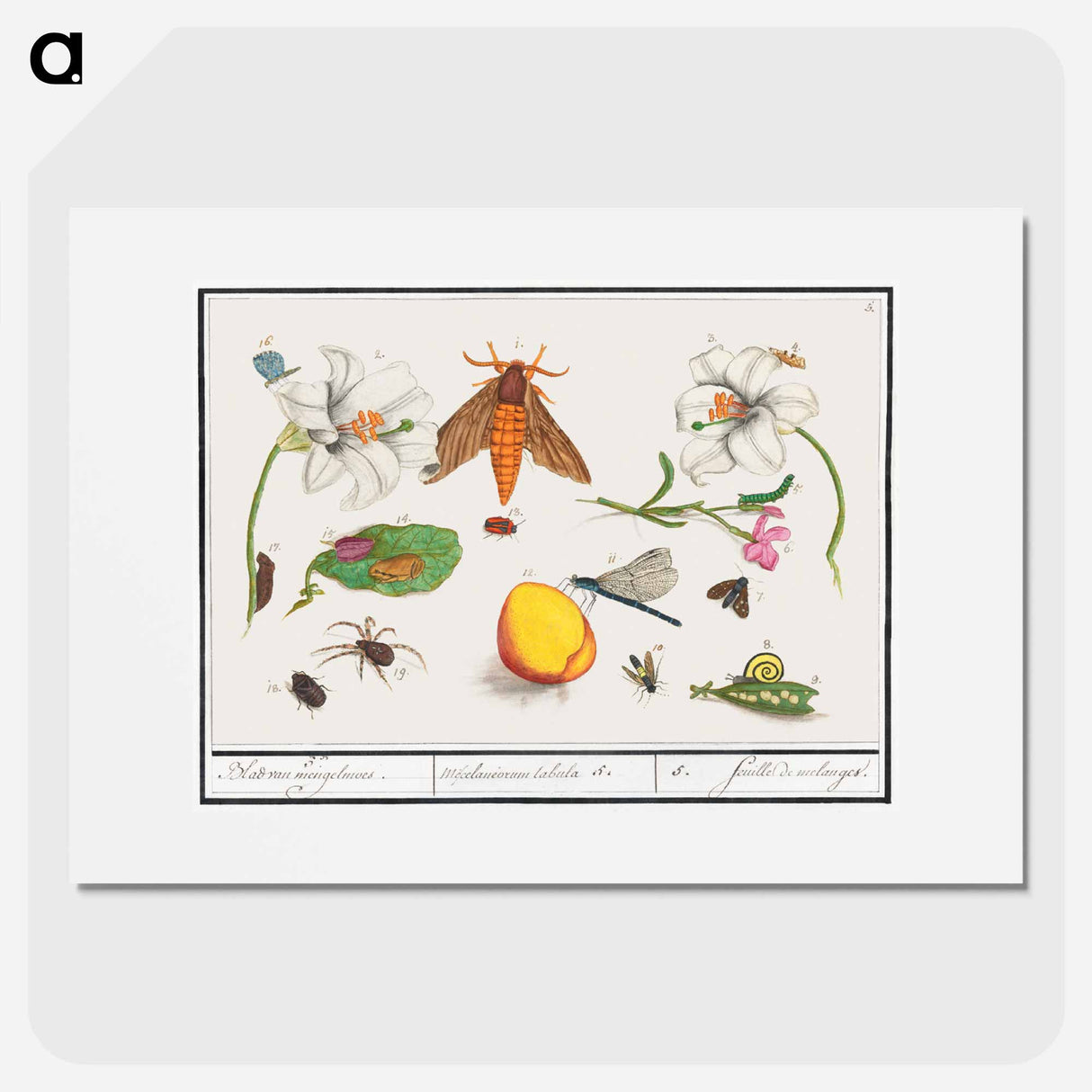 Natural History Ensemble, no. 5 - アンセルムス ボエティウス デ ブート Poster.