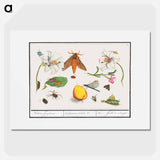 Natural History Ensemble, no. 5 - アンセルムス ボエティウス デ ブート Poster.