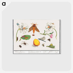 アートポストカード-Natural History Ensemble, no. 5 - アンセルムス ボエティウス デ ブート Postcard.