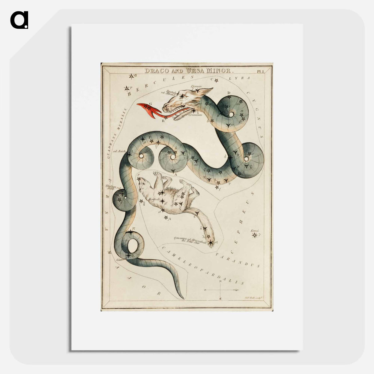 Sidney Hall’s astronomical chart illustration of the Draco and the Ursa Minor - アンティーク地図 Poster.