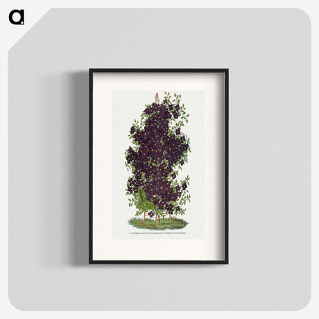 1-64_Botanical-Specimen-Plates_blk