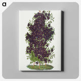 1-64_Botanical-Specimen-Plates_canvas