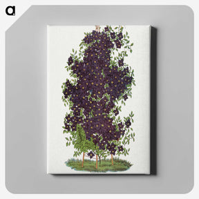 1-64_Botanical-Specimen-Plates_canvas
