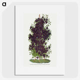 1-64_Botanical-Specimen-Plates_picture
