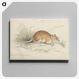 1-64_Charles-Hamilton-Smith_canvas