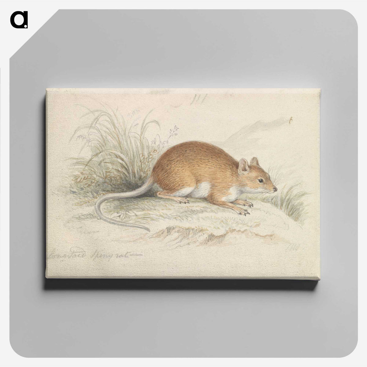 1-64_Charles-Hamilton-Smith_canvas