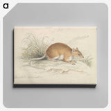 1-64_Charles-Hamilton-Smith_canvas