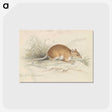 1-64_Charles-Hamilton-Smith_postcard