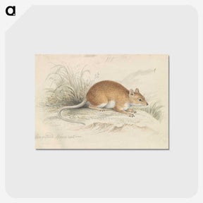 1-64_Charles-Hamilton-Smith_postcard