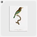 1-64_Des-Oiseaux-de-Paradis_postcard
