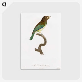 1-64_Des-Oiseaux-de-Paradis_postcard