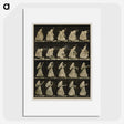 1-64_Eadweard-Muybridge_picture