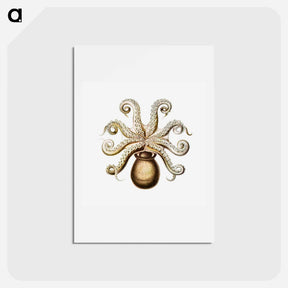 アートポストカード-Vintage octopus marine life illustration - エルンスト ヘッケル Postcard.