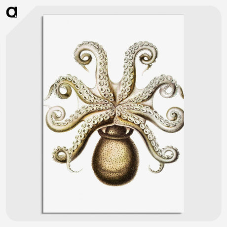 1-64_Ernst-Haeckel_picture-crop