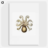 1-64_Ernst-Haeckel_picture