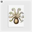 1-64_Ernst-Haeckel_postcard