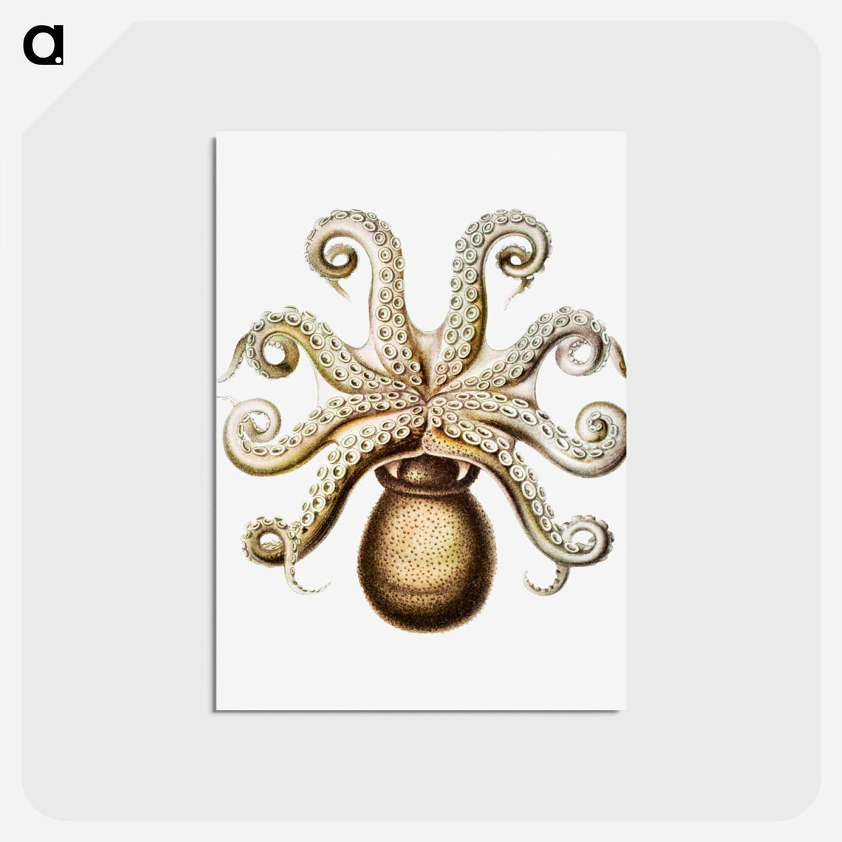 アートポストカード-Vintage octopus marine life illustration - エルンスト ヘッケル Postcard.