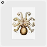アートポストカード-Vintage octopus marine life illustration - エルンスト ヘッケル Postcard.