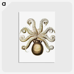1-64_Ernst-Haeckel_postcard
