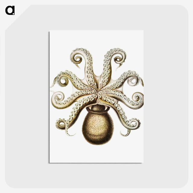 1-64_Ernst-Haeckel_postcard
