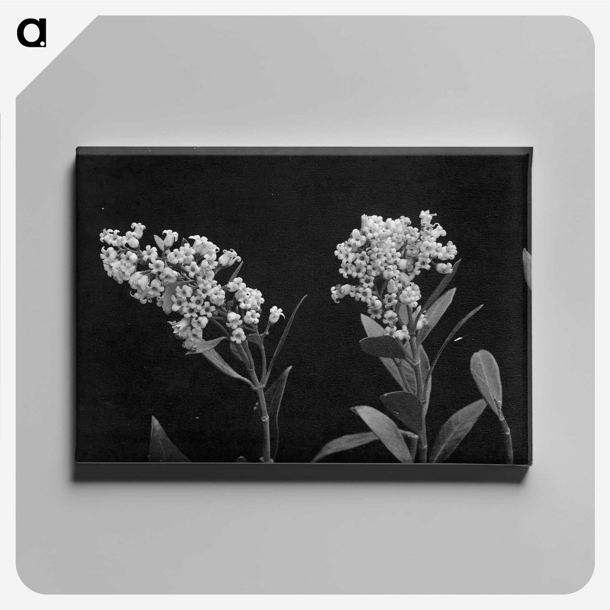 1-64_Frederick-Charles-Brockett_canvas
