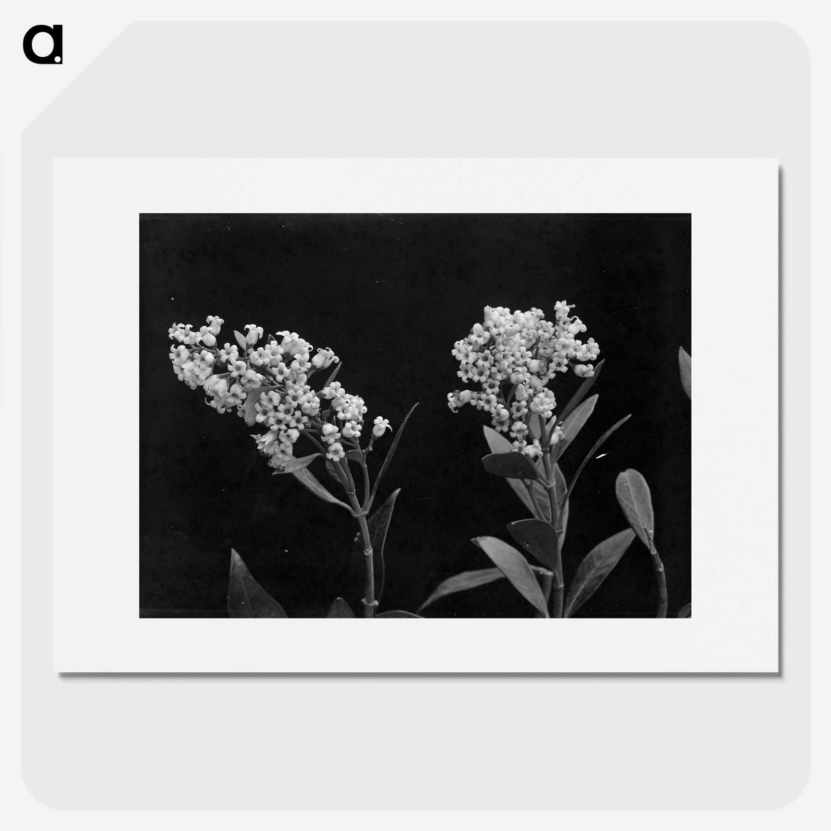 1-64_Frederick-Charles-Brockett_picture