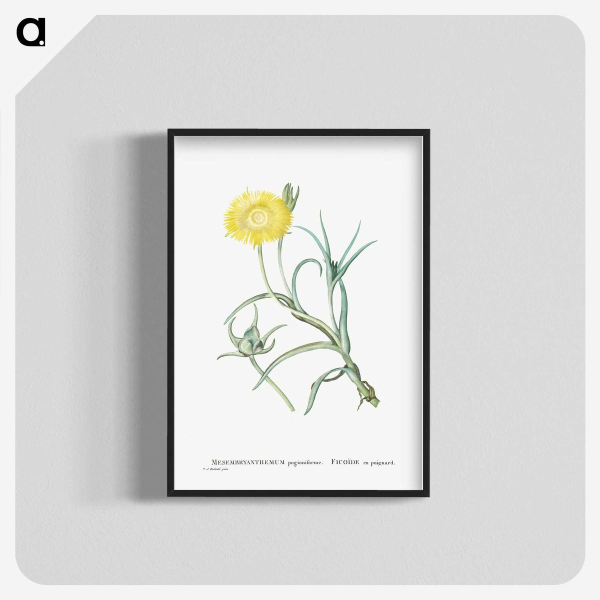 1-64_Histoire-des-Plantes-Grasses_blk-crop