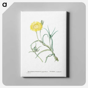 1-64_Histoire-des-Plantes-Grasses_canvas