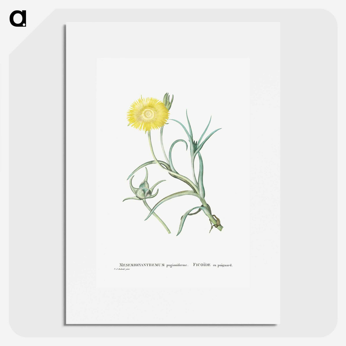 1-64_Histoire-des-Plantes-Grasses_picture