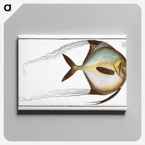 1-64_Ichtyologie-ou-Histoire-naturelle_canvas