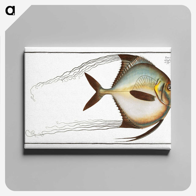 1-64_Ichtyologie-ou-Histoire-naturelle_canvas