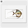 1-64_Ichtyologie-ou-Histoire-naturelle_picture