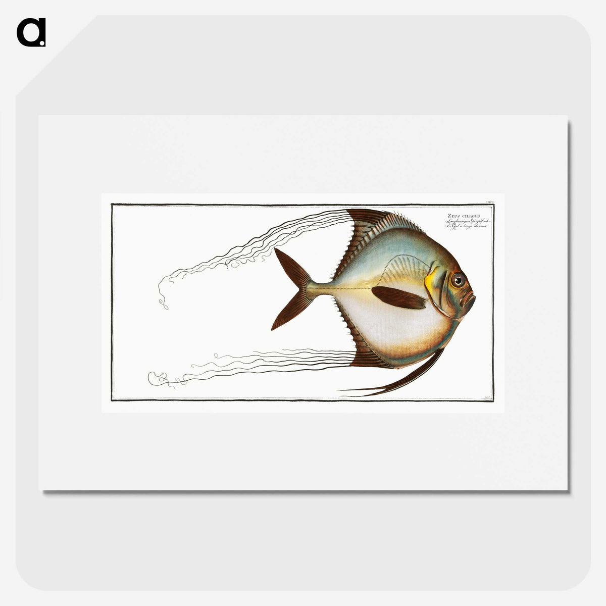 1-64_Ichtyologie-ou-Histoire-naturelle_picture